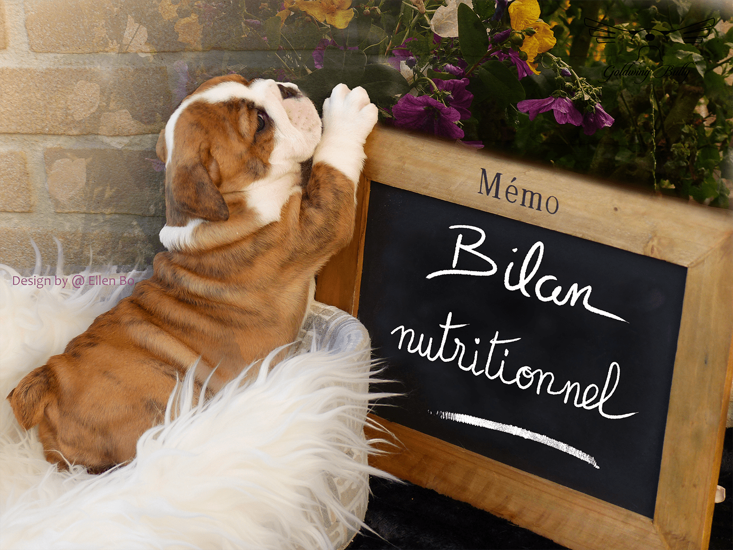 NUTRITION - MICRO NUTRITION CHIENS & CHATS